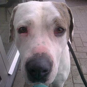 Hondenfoto van Melissa, Dempsey, Taiko, Minos & *Nina*