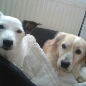 Hondenfoto van Huize Onyx  (Amber ( Rip ) Boomer ( Rip)