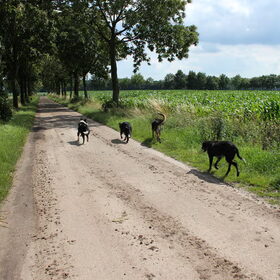 Hondenfoto van Eline & Vino
