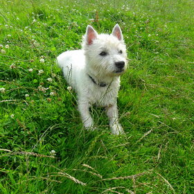 Hondenfoto van nikita en boy