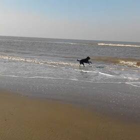 Hondenfoto van corrie en blacky