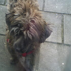Hondenfoto van naomi <3 chinese naakthondjes