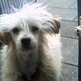 Hondenfoto van naomi <3 chinese naakthondjes