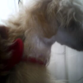 Hondenfoto van naomi <3 chinese naakthondjes
