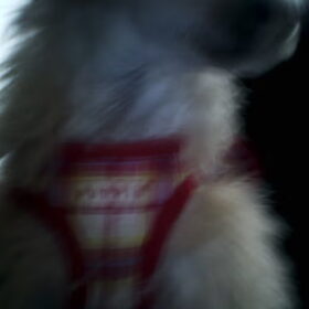 Hondenfoto van naomi <3 chinese naakthondjes