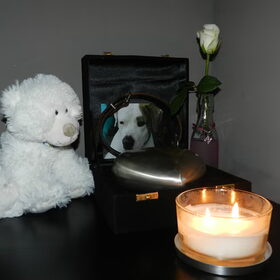 Hondenfoto van Melissa, Dempsey, Taiko, Minos & *Nina*
