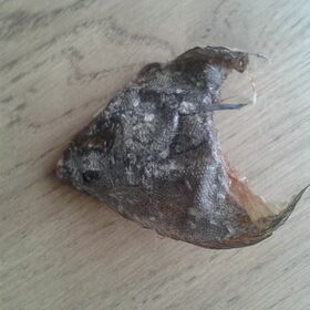 Koppie van een tong (vis)