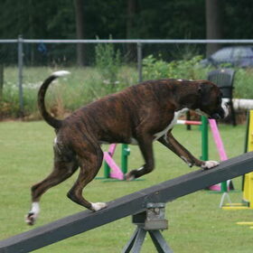 Hondenfoto van Petra en de platsmoeltjes