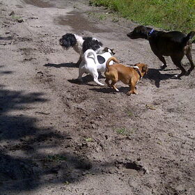 Lekker spelen met Isidro en Georgie, de hondjes van mn vriendin.