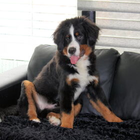Max 6 maanden