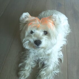 Hup holland hup!
