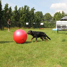 TREIBBALL BLACKDOGCENTER ACHTMAAL (4)