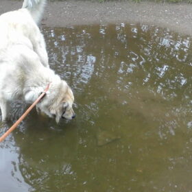 Yucca in het water! Hopelijk is ze binnenkort van haar…