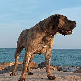 mooie dogo