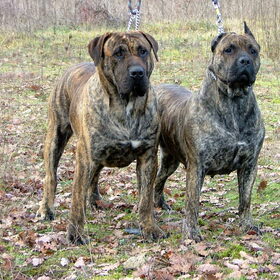 dogo met en dogo zonder oren