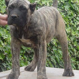dogo puppie