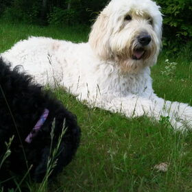 Yamin & Marley