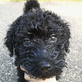 Zijn typische ondeugende, lieve, iegenwijze puppy blik :)