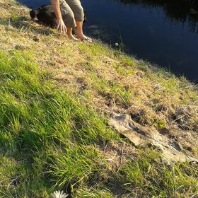 de bal was in het water gevallen, Max de labrador mix van de…