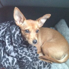 Hondenfoto van Valerie <3 Mila <3 Max
