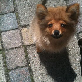 Rare foto, Vos als pup