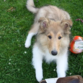 Even de puppyoogjes in de strijd gooien @ 14 weken