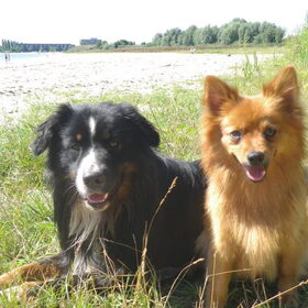 Met zijn maatje Bailey