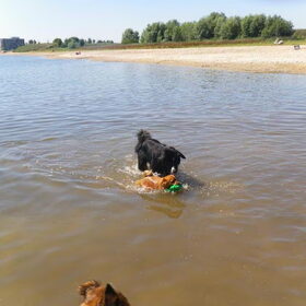 Spelen