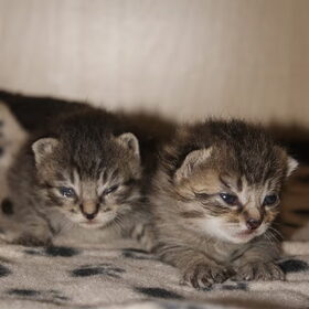 onze twee kleintjes, kater (links) en kattin (rechts) van 2…