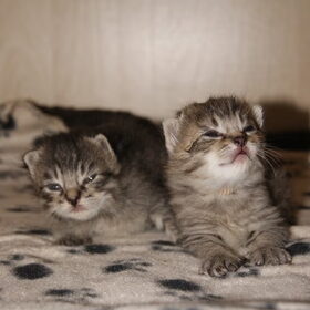 onze twee kleintjes, kater (links) en kattin (rechts) van 2…