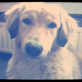 Yuccaaa