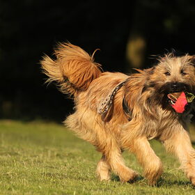 Hondenfoto van team Shadow