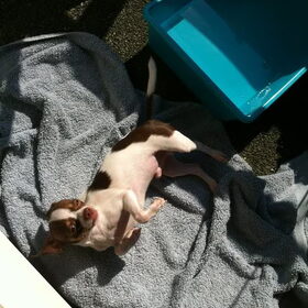 Bij ons chihuahua puppy dompelbadje!