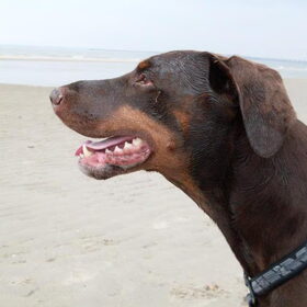 Graaf Dico.. Mijn eerste echte pup en wat een geweldige hond was…