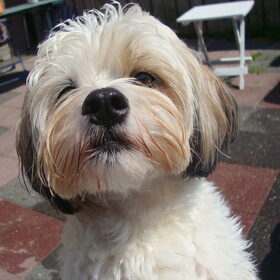 Lieve Sammy