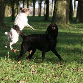 heerlijk hoe ze kon springen en zwemmen en rauschen vroeger