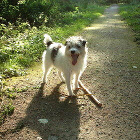 Hondenfoto van Carrie's doggies