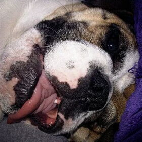 gekke hond!