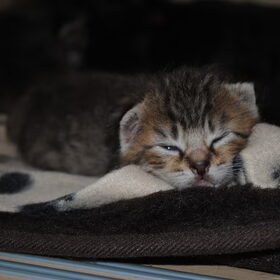 Zus, ons tijger kattinetje :) ter adoptie via zwerfkattenproject…