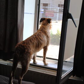 onze waakhond se!
