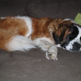 sleeping beauty
