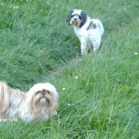 Hondenfoto van liesbeth,Turbo,Luna, Levi en Faith