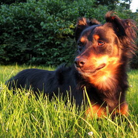 Hondenfoto van Petra,  *Lily Jane*   & Jip