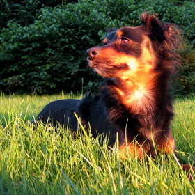 Hondenfoto van Petra,  *Lily Jane*   & Jip