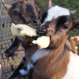 Onze geitjes, Dolly en Stalletje