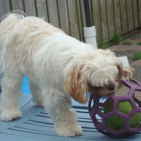 Spelen