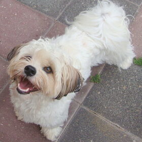 Sammy
