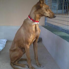 Paula de prachtige podenco