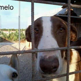Lieve Pomelo
