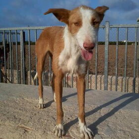 Typische en lieve podenco Pumpkin